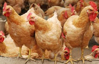市场供需上涨致蛋鸡养殖或迎来商机-福建九游最老牌的食品有限公司